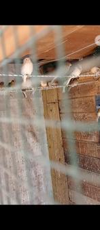 te koop kanaries van 2025 ik heb rond 50 stuk mag los ook, Dieren en Toebehoren, Vogels | Kanaries