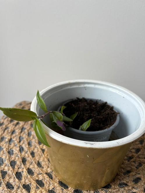 Vaderplant. +++Ruil mij!!+++, Huis en Inrichting, Kamerplanten, Overige soorten, Minder dan 100 cm, Ophalen