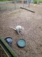 Wallaby wit man, Dieren en Toebehoren, Overige Dieren, Februari, Mannelijk
