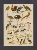 Vogels Meeuwen Pinguïn Reiger Fazant Kip Korhoen Ibis., Ophalen of Verzenden, 1980 tot heden, Ongelopen, Vogel