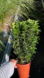 Mooie volle euonymus ‘green spire’( buxusvervanger)nu €4,50, Ophalen, Laurier, Minder dan 100 cm