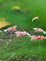 Red Fancy Tiger Caridina shrimp, Dieren en Toebehoren, Vissen | Aquariumvissen, Kreeft, Krab of Garnaal