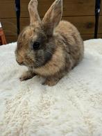 konijntje, Dieren en Toebehoren, Mannelijk, Groot, Hangoor