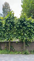 Leilinden bomen, Tuin en Terras, Ophalen of Verzenden, Volle zon, Overige soorten