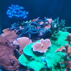 Koraal sps lps lederkoraal zeeaquarium complete inhoud, Overige typen, Zoutwatervis