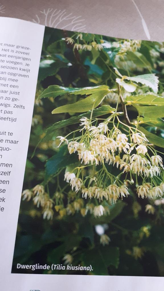 GEVRAAGD/GEZOCHT Tilia kiusiana dwerglinde, Tuin en Terras, Planten | Bomen, Overige soorten, 100 tot 250 cm, Volle zon, Zomer