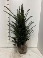 Taxus Baccata, In pot, Bloeit niet, Halfschaduw, 100 tot 250 cm