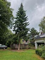 Boom verwijderen., Tuin en Terras, Planten | Bomen, Ophalen of Verzenden, Volle zon, Overige soorten