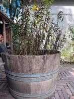 Wijnvat met gulden roede, Tuin en Terras, Ophalen, Gebruikt, Minder dan 60 cm, Rond