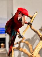 Groenvleugel Ara pop, Dieren en Toebehoren, Vrouwelijk, Papegaai, Geringd