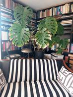 Gatenplant (Monstera), Huis en Inrichting, Kamerplanten, Ophalen, 100 tot 150 cm, Overige soorten, Halfschaduw