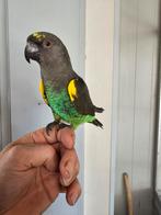 Meier papegaai tam lief popje  5 jaar oud, Dieren en Toebehoren, Vogels | Parkieten en Papegaaien, Papegaai, Vrouwelijk, Geringd
