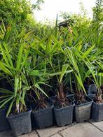 Moederdag nu Trachycarpus 20 euro stam 20 cm hoog100 cm 7 li, Ophalen of Verzenden, Zomer, Overige soorten