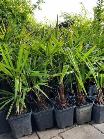 Moederdag nu Trachycarpus 20 euro stam 20 cm hoog100 cm 7 li beschikbaar voor biedingen