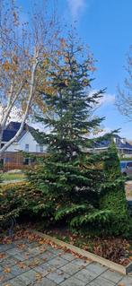 Kerstboom  6 meter hoog nog in de grond (Nordmann spar), Ophalen, Nieuw