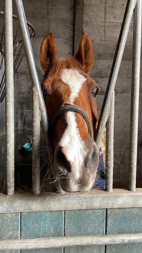 Verzorger, les, lease, bijrijder gezocht paard/pony, Diensten en Vakmensen, Dieren | Paarden | Verzorging, Oppas en Les