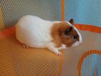 Lief tam cavia beertje, Cavia, Mannelijk, Tam, September