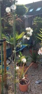 Verse zaden van de Witte Mimosa, Ophalen of Verzenden, Volle zon