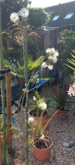 Verse zaden van de Witte Mimosa beschikbaar voor biedingen