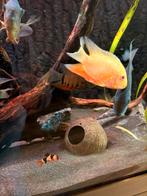 Heros severum gold, Vis