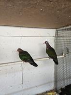 Groenvleugel duiven, Meerdere dieren, Overige soorten