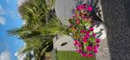 Chamaerops Humillis, Tuin en Terras, Planten | Bomen, Ophalen, Volle zon, Palmboom, 100 tot 250 cm