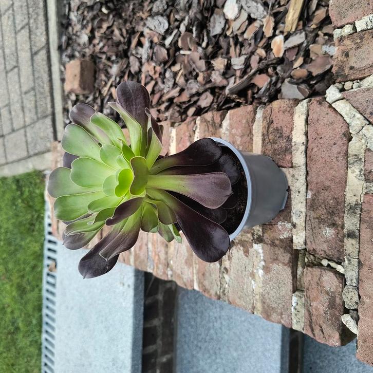 Aeonium arboreum plant, Tuin en Terras, Bloembakken en Plantenbakken, Zo goed als nieuw, Minder dan 30 cm, Rond, Ophalen of Verzenden