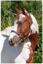Lieve brave 5 jarige APHA ruin., Dieren en Toebehoren, Pony's, E pony (1.48m - 1.57m), Gechipt, Ruin, 3 tot 6 jaar
