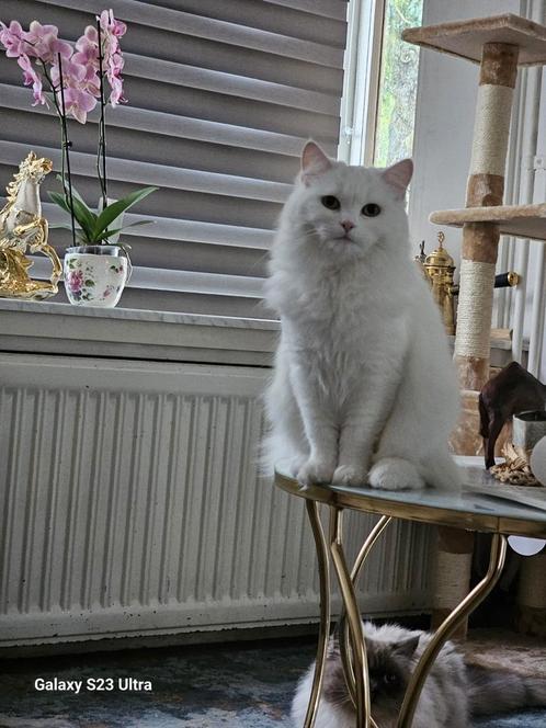 Luna 4 jaar lieve en rustige Perzische Shirazi., Dieren en Toebehoren, Katten en Kittens | Raskatten | Langhaar, Poes, 3 tot 5 jaar