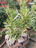 Grote oleander, Ophalen, Overige soorten, Volle zon