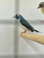 Gouldamadine blauw witborst zwartkop pop vergroeide snavel, Dieren en Toebehoren, Vogels | Overige Vogels, Vrouwelijk, Tropenvogel