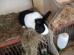 zwarte ram konijn Hollander, Mannelijk, Middelgroot, 0 tot 2 jaar