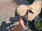 Walniser ooi, Vrouwelijk, Schaap
