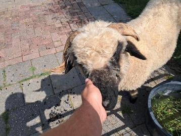 Walniser ooi beschikbaar voor biedingen