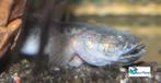 Drakenkop Goby, Dieren en Toebehoren, Vis, Zoetwatervis