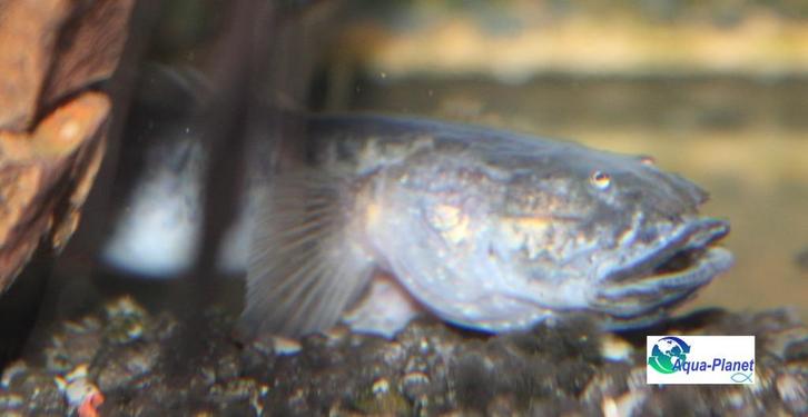 Drakenkop Goby, Dieren en Toebehoren, Vissen | Aquariumvissen, Zoetwatervis, Vis