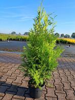 Thuja Brabant 100-120 cm hoog conifeer €5 pst, Tuin en Terras, Planten | Struiken en Hagen, Ophalen of Verzenden, Conifeer, Struik