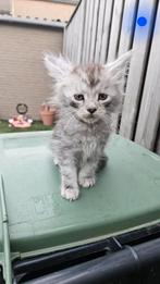 Maincoon kittens, Meerdere dieren, Gechipt, 0 tot 2 jaar