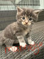 Maincoon kittens, Meerdere dieren, Ontwormd, 0 tot 2 jaar