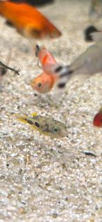 Mini kogelvisje te koop, Dieren en Toebehoren, Vissen | Aquariumvissen, Vis