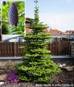 Kerstboom Abies koreana Koreaanse zilverspar tuin den kegels, Tuin en Terras, Overige soorten, Volle zon, Vaste plant, Ophalen of Verzenden