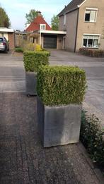 Verrijdbare Plantenbak van lood bieden vanaf 50€ per bak, Tuin en Terras, Bloembakken en Plantenbakken, Ophalen of Verzenden, Metaal