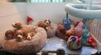 Australian labradoodle pups met stamboom, Dieren en Toebehoren, 8 tot 15 weken, CDV (hondenziekte), Meerdere, Meerdere dieren