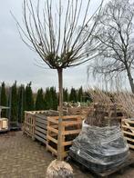 Bolcatalpa, Tuin en Terras, Planten | Bomen, Ophalen, Halfschaduw, 100 tot 250 cm