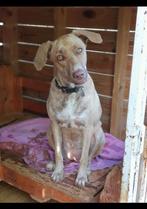 Gezocht nieuw baasje!, Dieren en Toebehoren, Honden | Niet-rashonden, Particulier, Rabiës (hondsdolheid), Buitenland, Teef