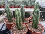 Cactus Tricocereus Pachanoi (San Pedro) 17 cm pot. 24-27cm, Huis en Inrichting, Kamerplanten, Cactus, Minder dan 100 cm, Ophalen of Verzenden