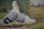belgie 1910 vogels twee duiven in weiland, Verzamelen, Ansichtkaarten | Themakaarten, Ongelopen, Ophalen, Voor 1920