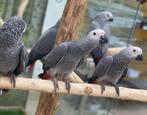 grijze papegaaien , witte kaketoes & groene aras, Dieren en Toebehoren, Vogels | Parkieten en Papegaaien, Meerdere dieren, Papegaai