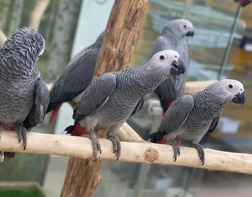 grijze papegaaien , witte kaketoes & groene aras, Dieren en Toebehoren, Vogels | Parkieten en Papegaaien, Papegaai, Meerdere dieren