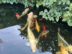 Koi karpers, Karper of Koi